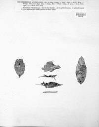 Macrotyphula phacorrhiza image